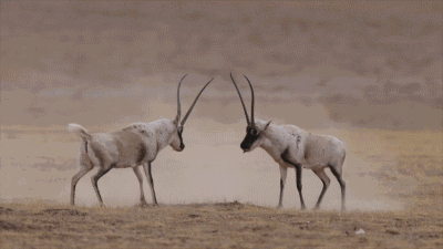 3.gif